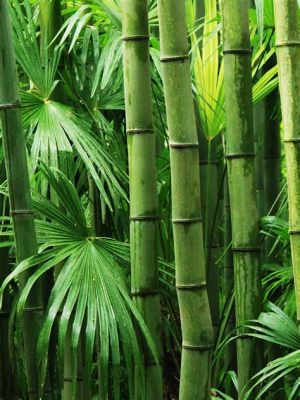  The Magical Bamboo Tree: A Story of Vietnamese Resilience and Abundance!